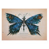 Butterfly, postcard by Ryszard Kaja