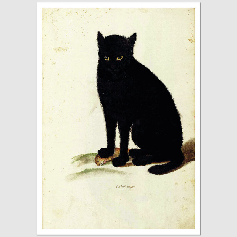 Catus Niger postcard, Ulisses Aldrovandi
