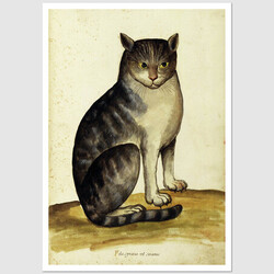 Pocztówka Felis Syriacus, Ulisses Aldrovandi